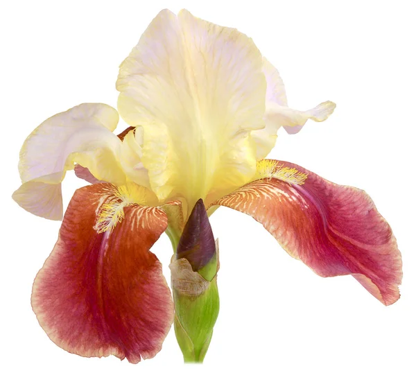 Iris çiçekli mor İZOLELİ — Stok fotoğraf