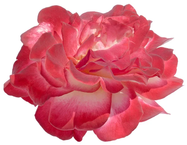 Matka perły Rose czerwony na białym tle — Zdjęcie stockowe