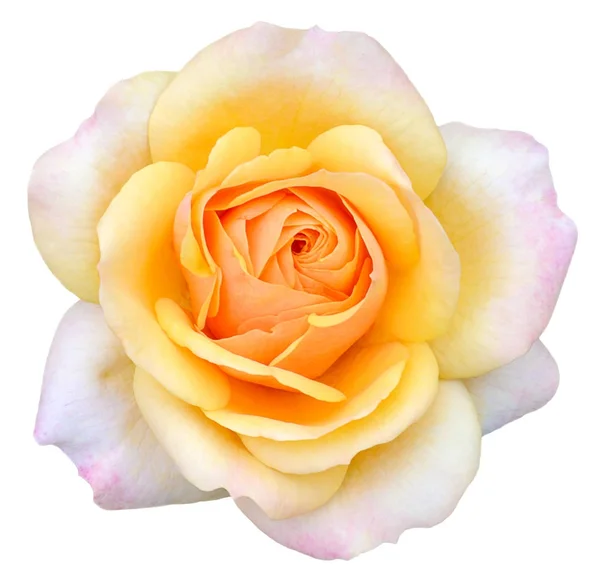 Róż, jasny róż izolowane 1 — Zdjęcie stockowe