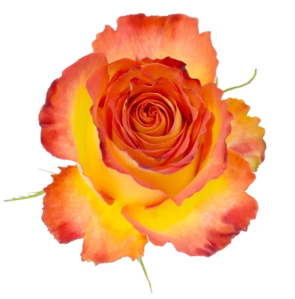 Rosa gelb und rot isoliertes Oberteil — Stockfoto