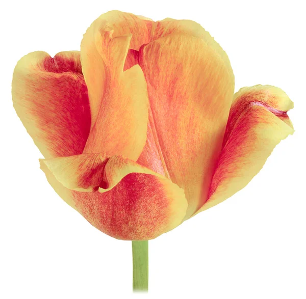 Jeden Żółty tulipan z przodu — Zdjęcie stockowe