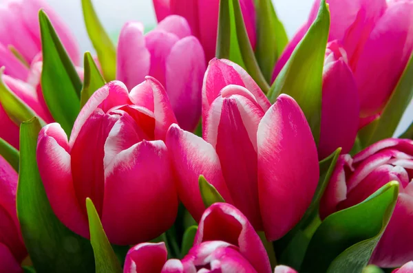 Grande tulipas buquê vermelho — Fotografia de Stock
