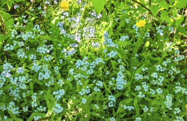 Unutma beni, güneş tarlası değil.
