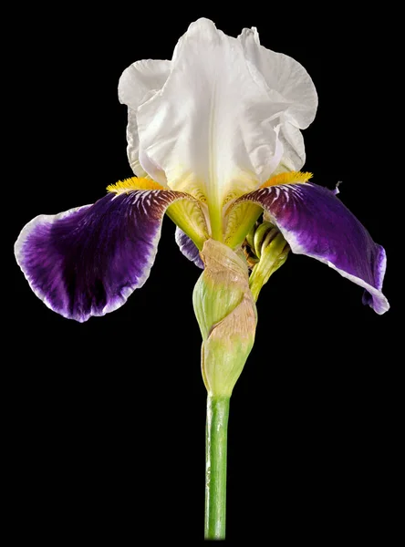 Íris branco-roxo isolado — Fotografia de Stock