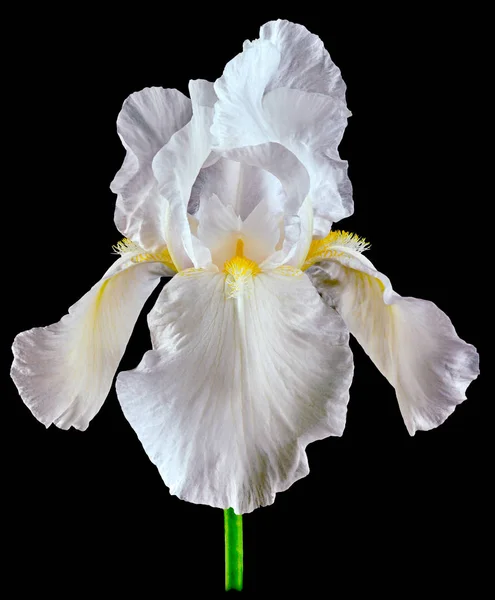 Iris blanc isolé sur noir — Photo