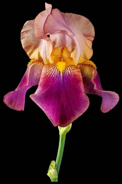 Iris dark purple black background. — Stock Photo, Image