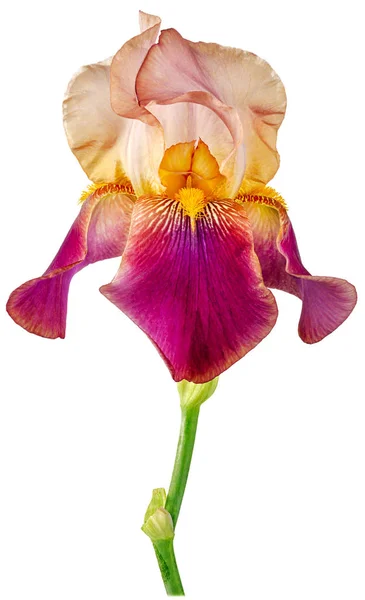 Iris koyu mor beyaz arkaplan — Stok fotoğraf