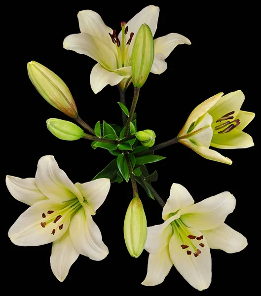 Lily branco no topo preto — Fotografia de Stock