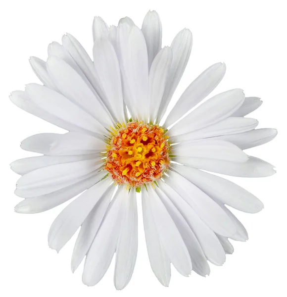 Kamille bloem wit geïsoleerd — Stockfoto