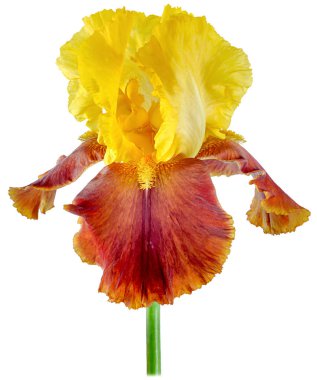 İris sarı-kırmızı izole edilmiş beyaz