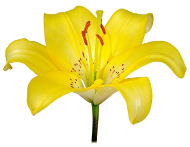 Bir Bud Lily sarı beyaz