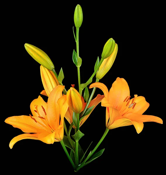 orange Lily isolated by black