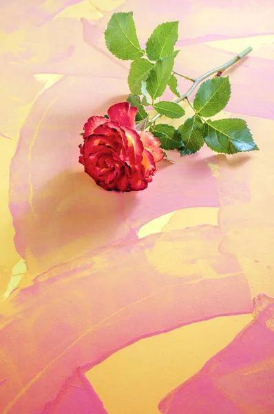 Róża cętkowane tło — Zdjęcie stockowe