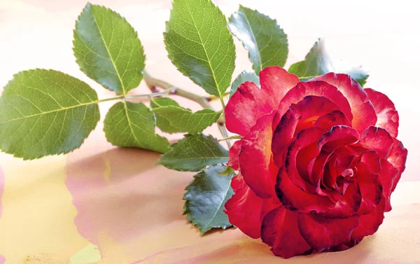 玫瑰大斑驳的背景 — 图库照片