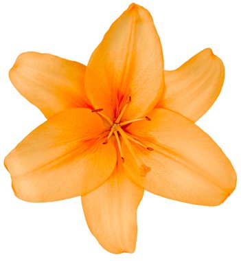 Lily Bud beyazları soyutladı