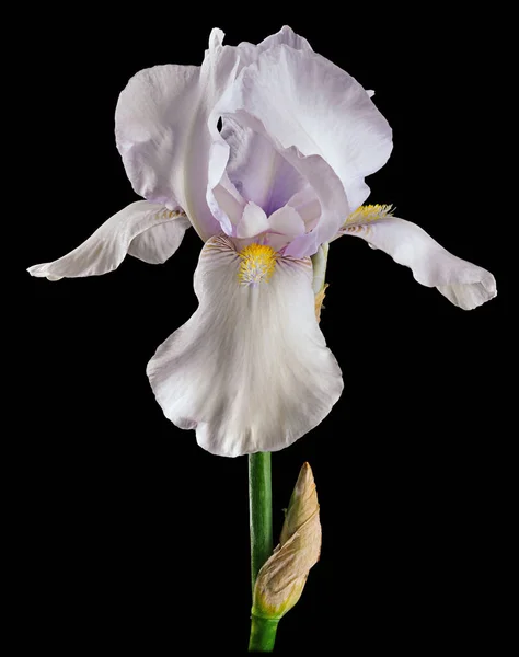 Iris isolé à la crème blanche — Photo