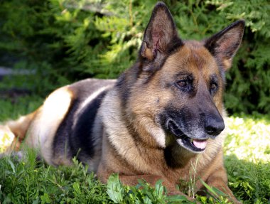 Alman çoban yakın çekim