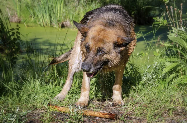 Schäferhund nass müde — Stockfoto