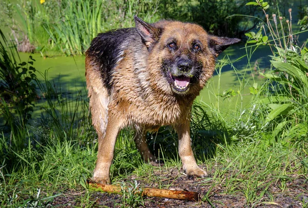 Alman çoban köpeği ıslak burun. — Stok fotoğraf