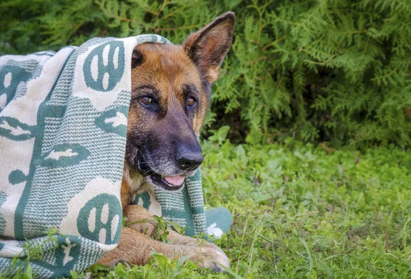 Alman çoban köpeği battaniyeye bakar. — Stok fotoğraf