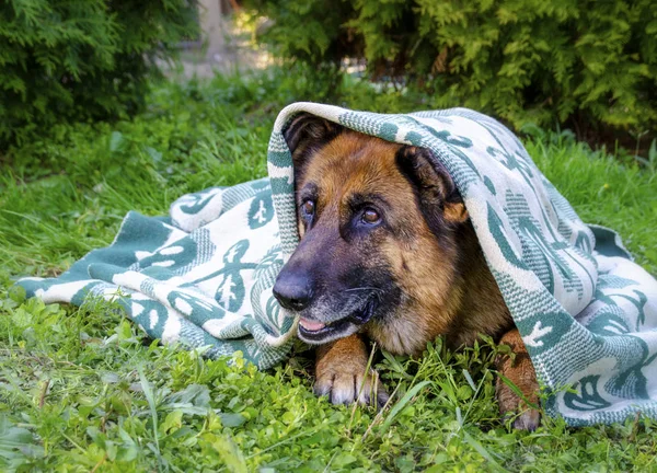Battaniyeyle kaplanmış Alman çoban köpeği. — Stok fotoğraf