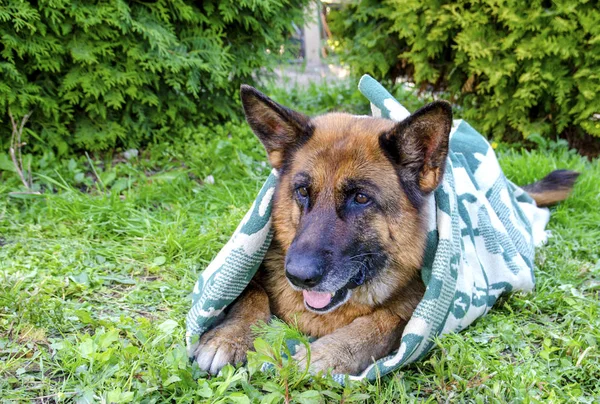 Schäferhund in eine Decke gehüllt — Stockfoto