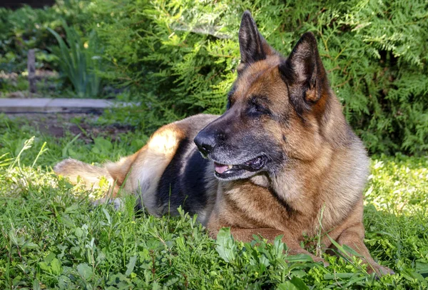 German shepherd muzzle close up