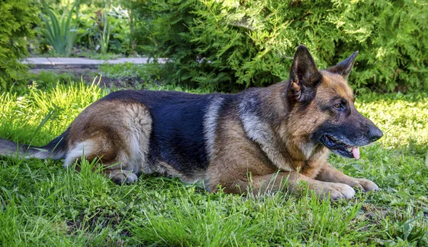 Schäferhund liegt waagerecht — Stockfoto