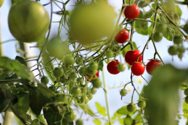 Şube ürün üzerinde domates