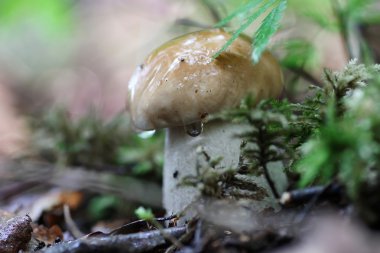 Boletus mantar damla su
