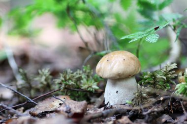 Boletus mantar damla su
