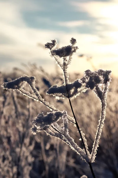 Gren Växten Täckt Med Snö Vinter Makro — Stockfoto