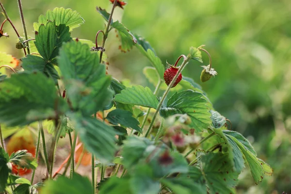 Strawberries Bush — Stock Photo, Image