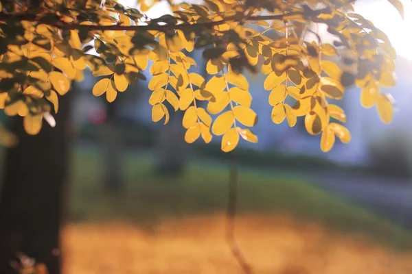 Autumn Park Leaf Sun — Stock Photo, Image