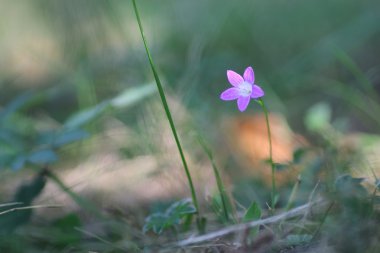 Mor çan niteliğine