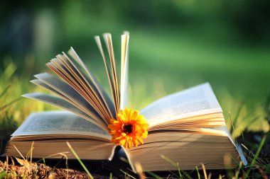 Çimenlerin üzerinde çiçek ile açık kitap