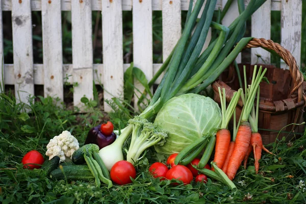 Vegetables in basket harvest — Stock Photo, Image