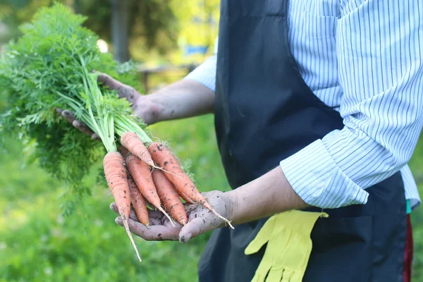 gardener man holding carrot harvest in a hand