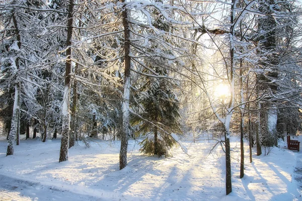 Зимний лес солнечный снег — стоковое фото