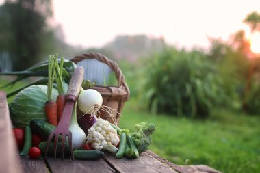 taze sebze hasat doğa açık