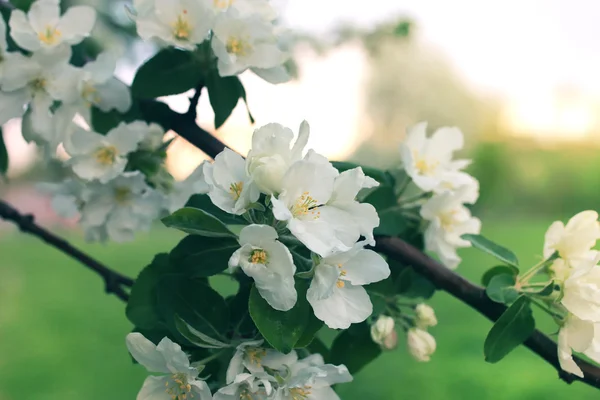 Blume Apfelbaum Sonnenuntergang Makro — Stockfoto