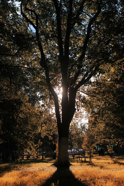 Φθινοπωρινό πάρκο φύλλων ήλιος — Φωτογραφία Αρχείου