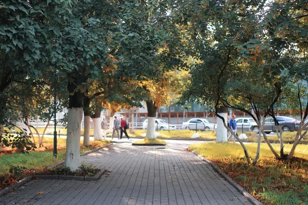 秋天的公园叶阳光 — 图库照片