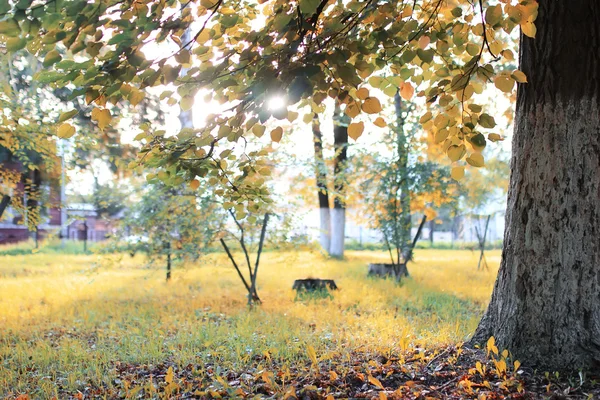 Jesienne słońce liść park — Zdjęcie stockowe