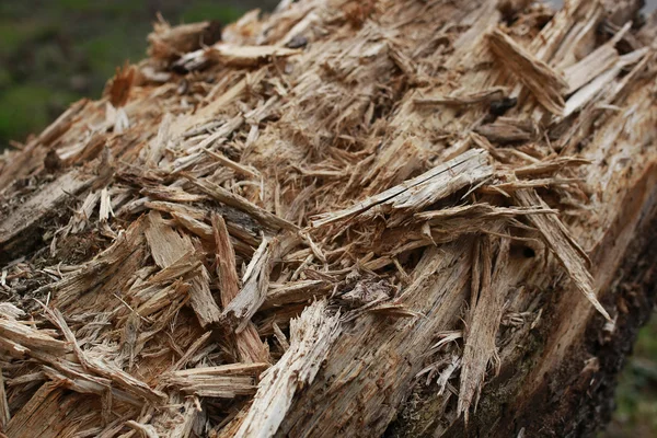 doku dökülüverdi güdük