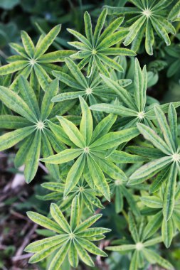 çim ve çiçek alan bahar