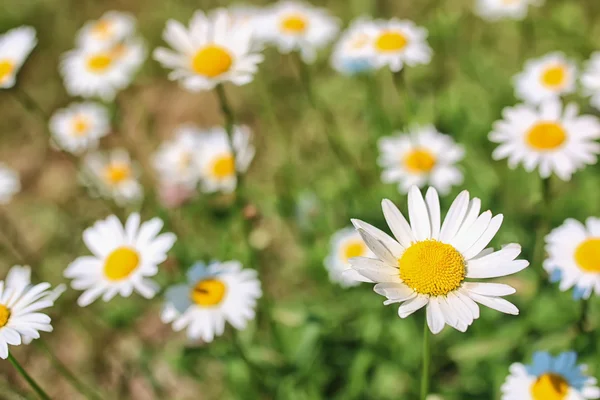 Cespuglio margherita fioritura in estate — Foto Stock