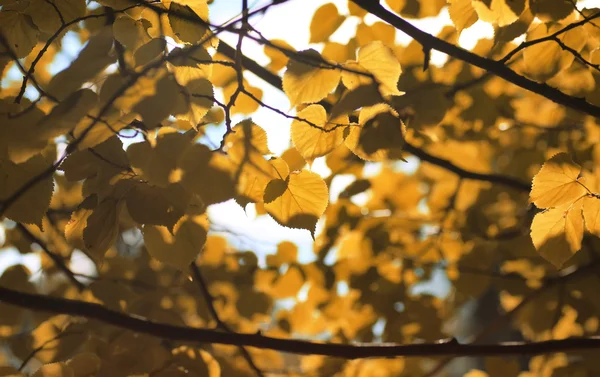 Outono amarelo folha backlight — Fotografia de Stock
