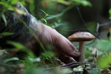 Boletus mantar adam