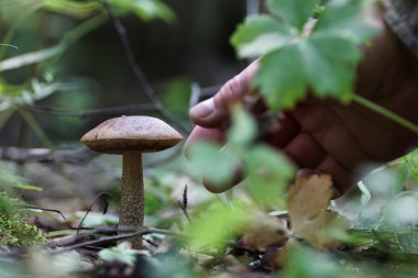 Boletus mantar damla su